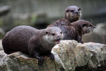 Animal wild animal animal world