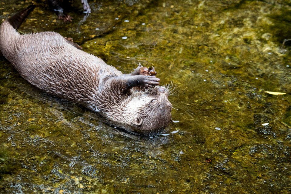 Animal wild animal animal world