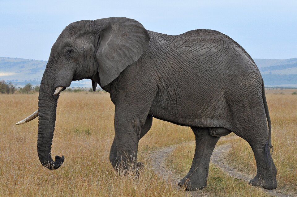 Wildlife africa huge