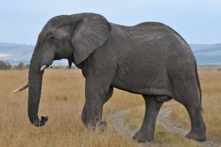 Wildlife africa huge