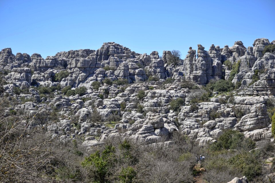 Panoramic tree mountain photo