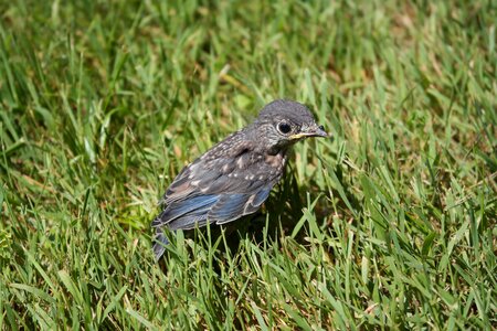 Nature wild songbird photo