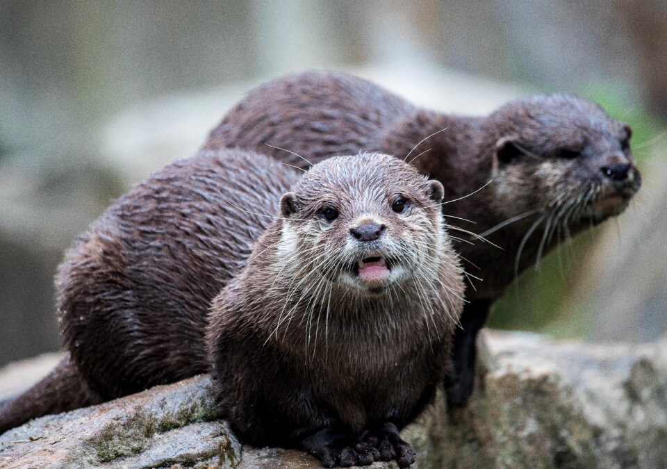 Animal wild animal animal world