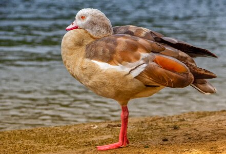 Bird goose wild photo