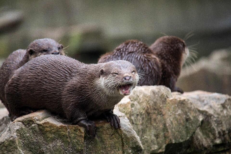 Animal wild animal animal world