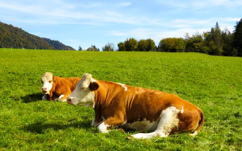 Cattle agriculture grass photo