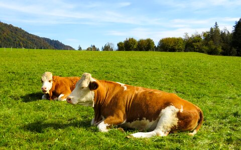 Cattle agriculture grass