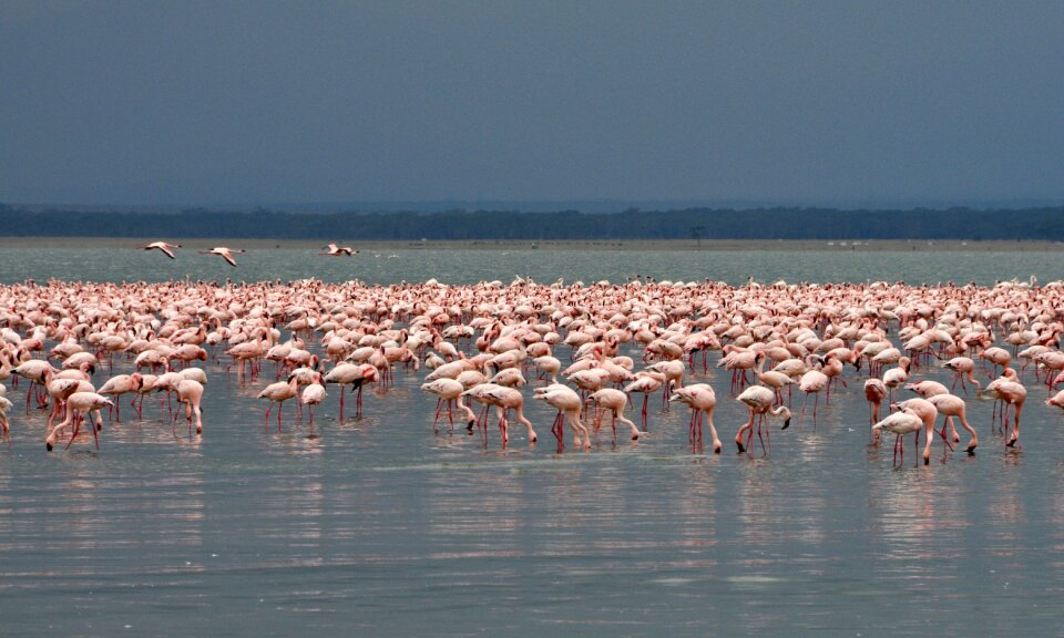 Colorful pink colors