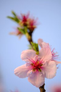 Almond blossom almond almond tree