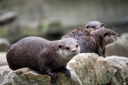 Animal wild animal animal world