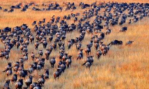 Animal wildlife nature