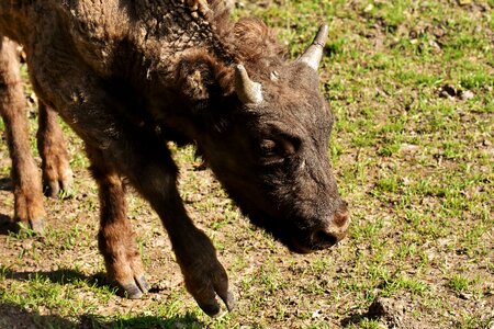 Wild animal animal world animal