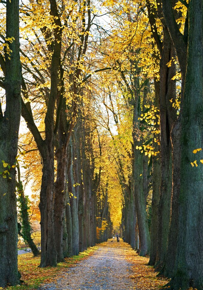 Leaves colorful golden