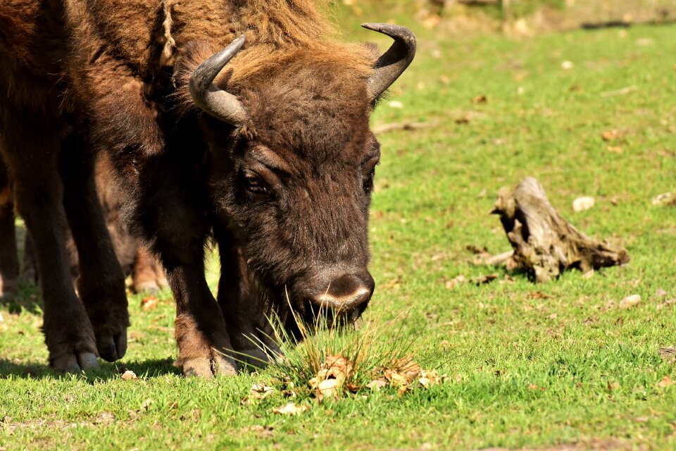 Wildpark poing wild animal animal world