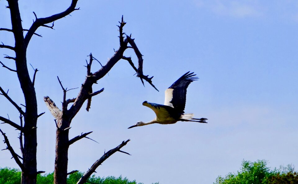 Birds blue summer