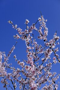 Almond blossom almond almond tree photo