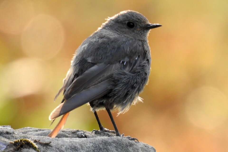 Garden redstarts bird songbird