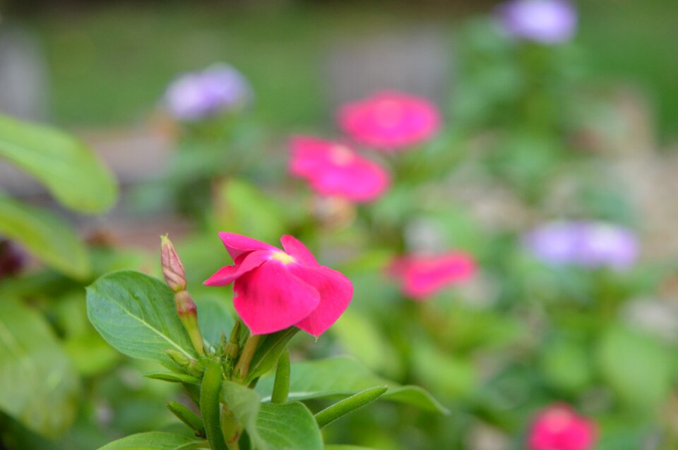 Flower vink of plant photo