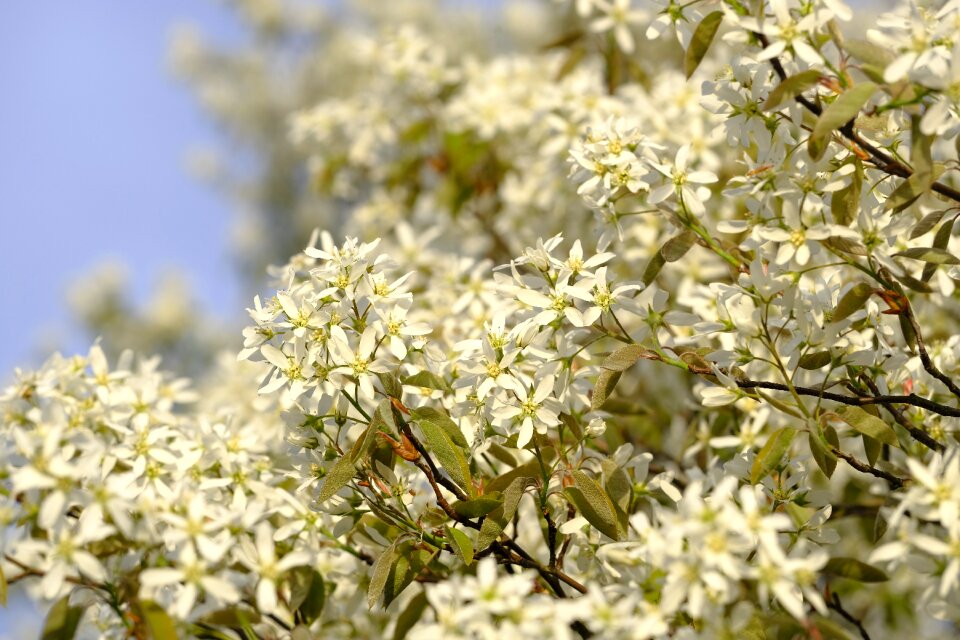 Tree bloom spring
