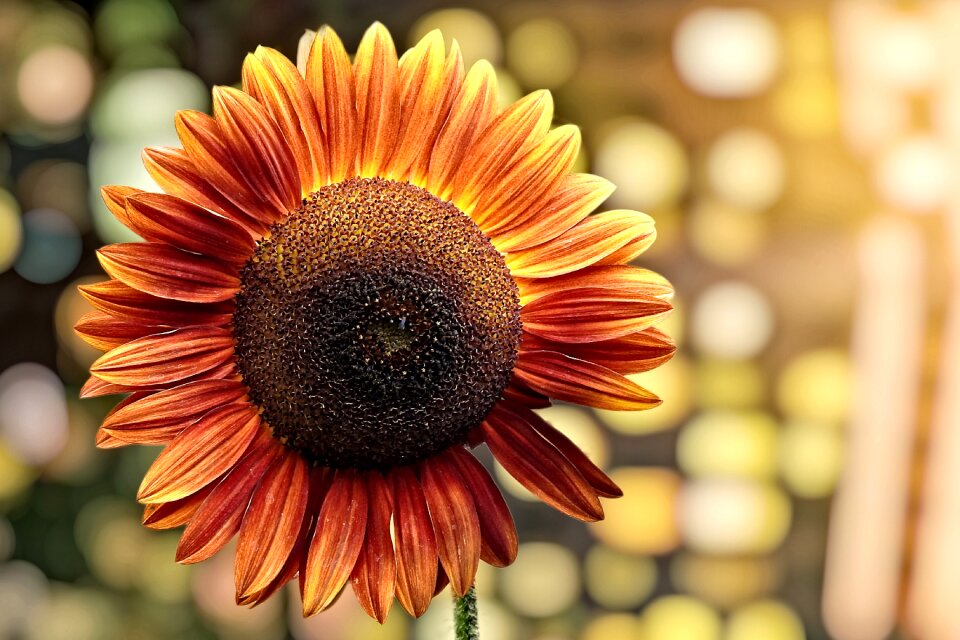Plant petals summer