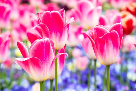 Flower stem petals photo