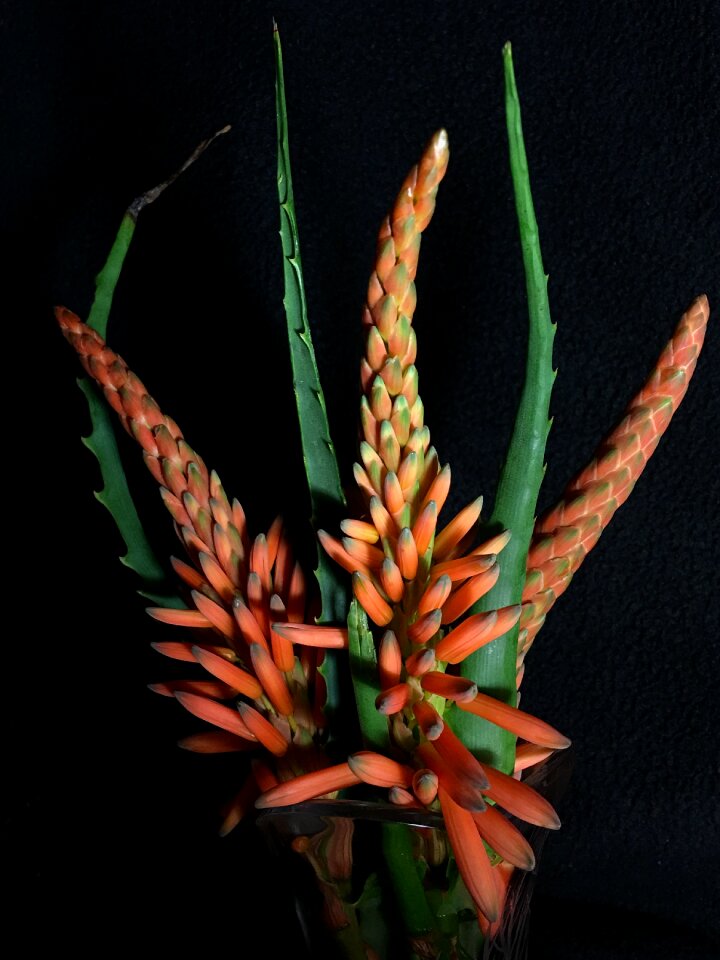 Petal orange flower petals orange