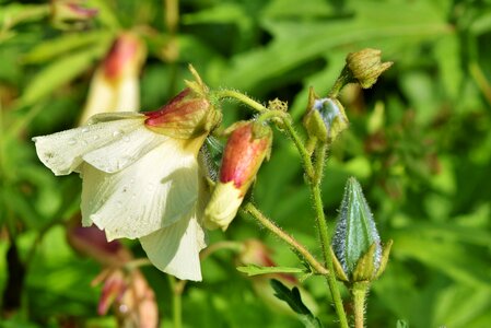 Malvaceae musk mallow blossom photo