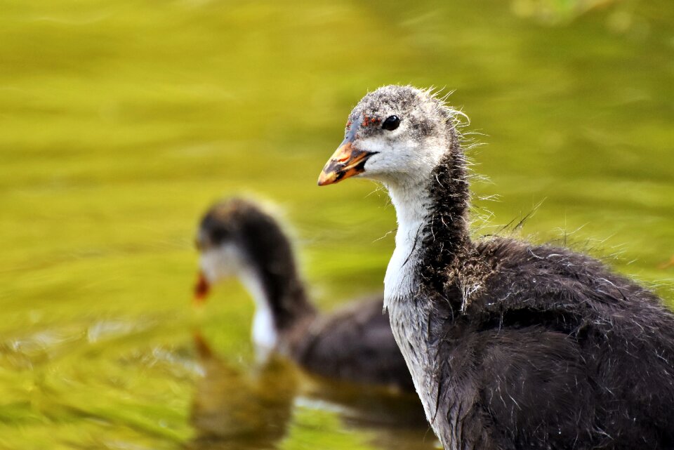 Water bird bird young animal