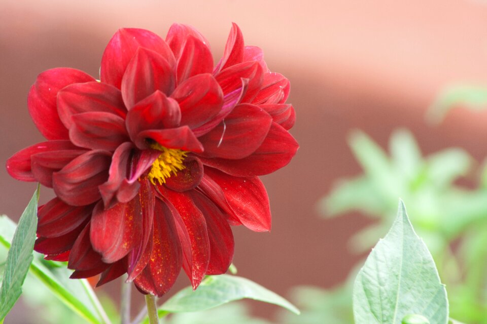 Nature flowers summer