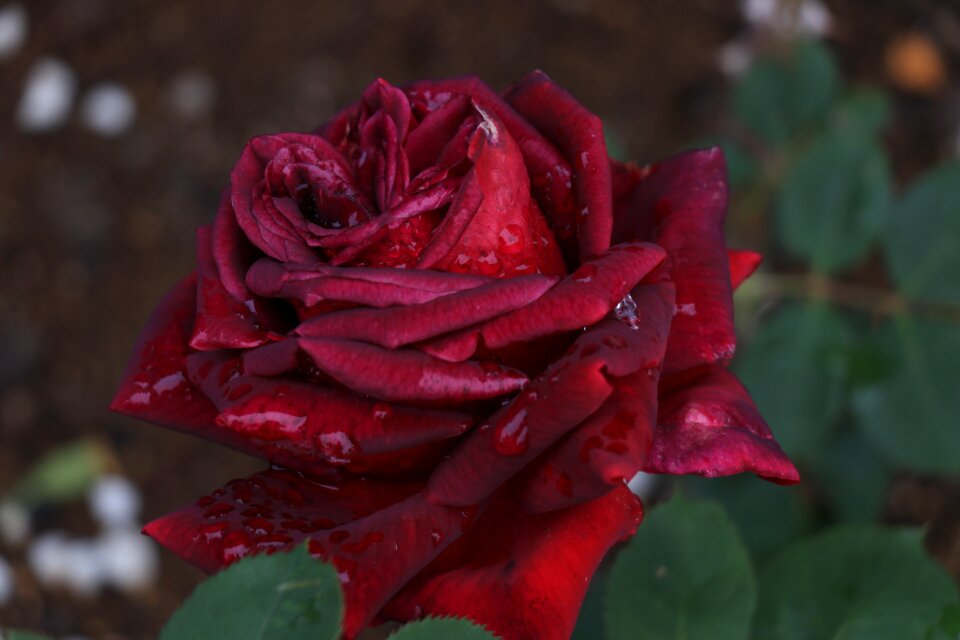Rosa spring flowers