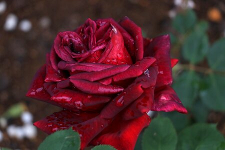Rosa spring flowers