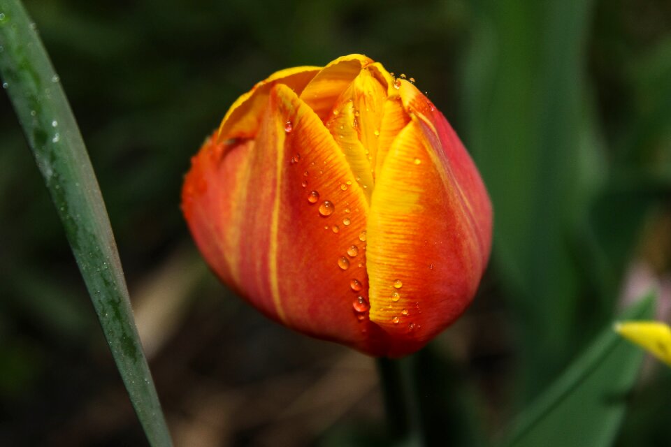 Yellow green flower