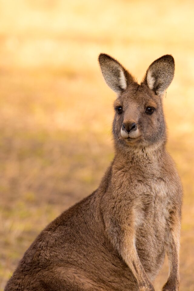 Australia wildlife animal