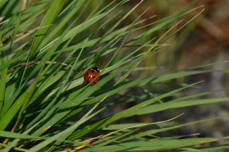 Polka dots grass nature photo