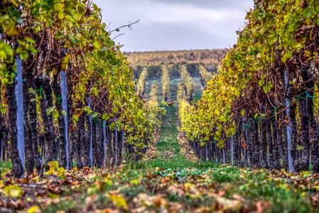 Winegrowing nature vine