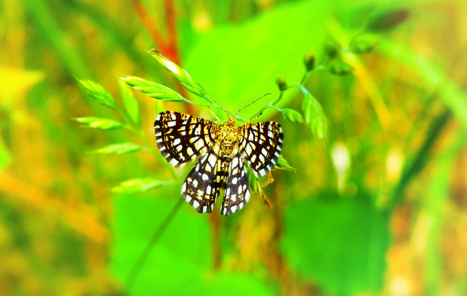 A moth animals nature