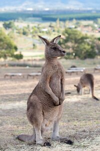 Wildlife animal australia photo