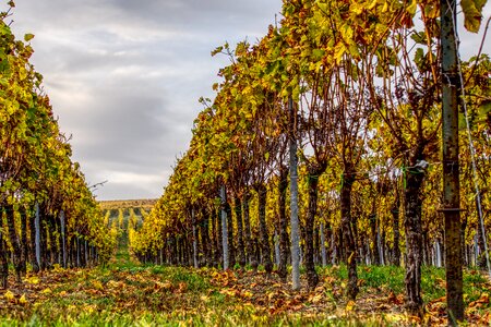 Winegrowing nature vine