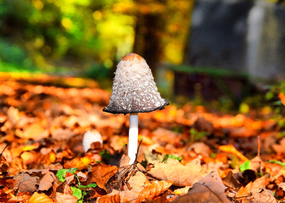 Forest nature forest floor
