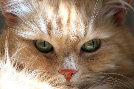 Forest cat siberian animal