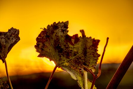 Macro sunset twilight