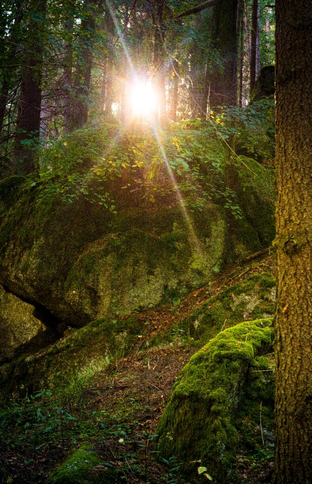 Nature mood tree