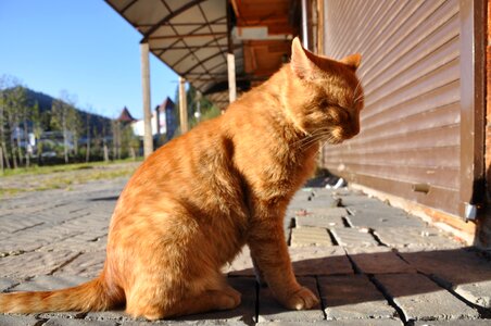 Red-headed cat outdoor cat offended cat