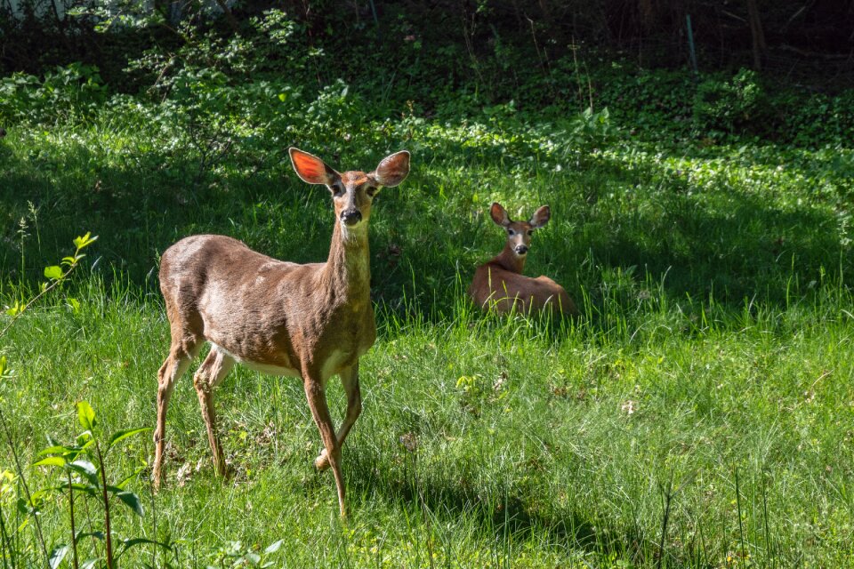 Spring animal family