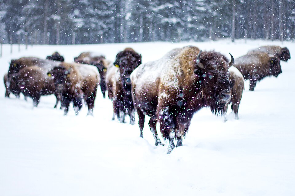 Bison-buffalo animal world flock