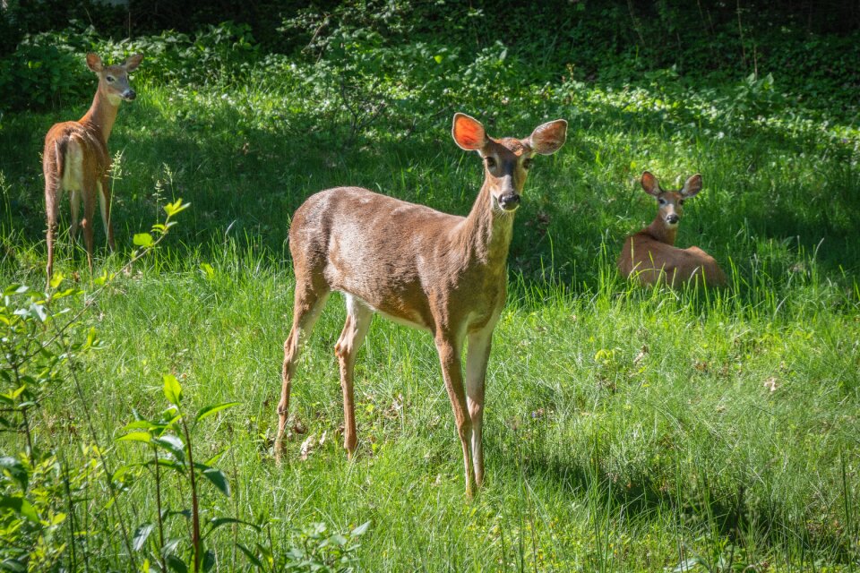 Spring animal family