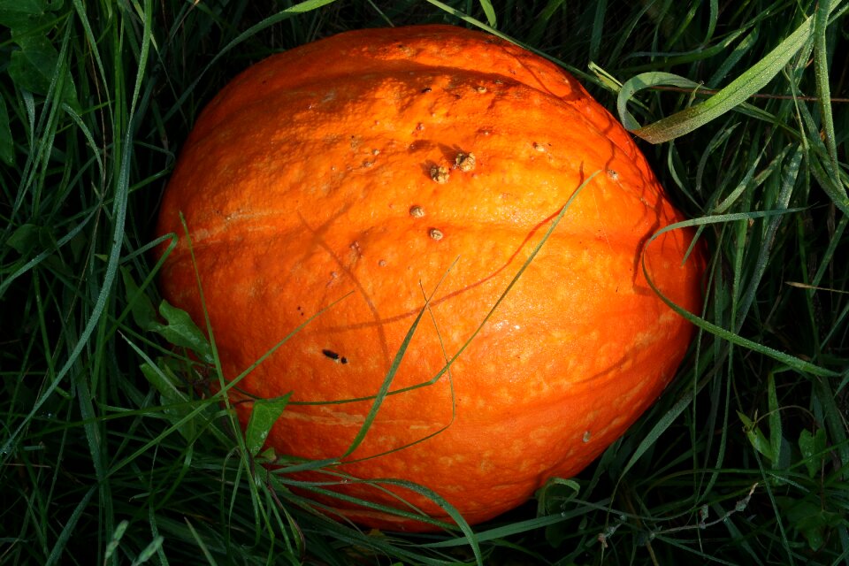 Autumn nature orange