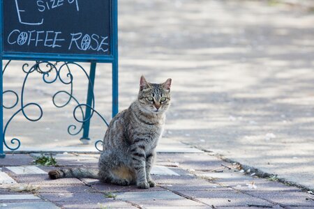 Animal cat cute