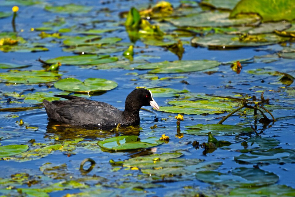 Animal swimming water