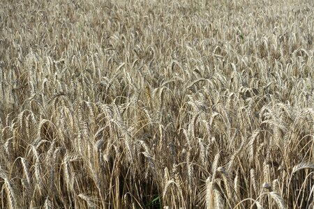 Agriculture grain seed photo